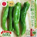 万願寺甘とう 秀品 600g×3回