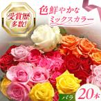 バラ 20本