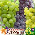 今が旬 ブドウ味くらべ約3kg 6~7房