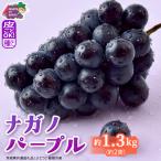ナガノパープル 約1.3kg