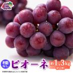 ピオーネ 約1.3kg