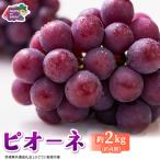 ピオーネ 約2kg