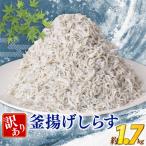 訳あり 釜揚げしらす 約1.7kg