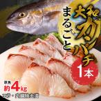 まるごと一本 大和カンパチ 原魚約4kg