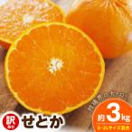 せとか 約3kg