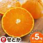 せとか 約5kg