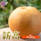 梨 つくばみらい市 新高 約5kg