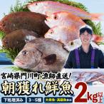 漁師直送 朝獲れ 季節の鮮魚 詰め合わせ 合計2kg以上