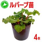 ルバーブ 苗 4本