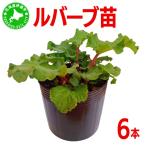 ルバーブ 苗 6本