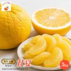 甘夏3kg 予定 IKTAT017