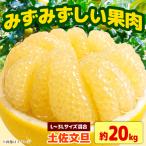 土佐文旦 約20kg