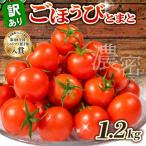 訳あり ミニトマト 1.2kg