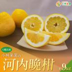 小林果園の河内晩柑 約9kg