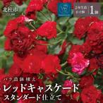 バラ苗鉢植え レッドキャスケードスタンダード仕立て