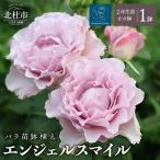バラ苗鉢植え エンジェルスマイル