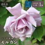 バラ苗鉢植え ルポールロマンティーク