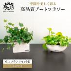 観葉植物 エミリオ ロバ アイビー ポトス 2点セット