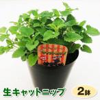 生キャットニップ 2鉢セット