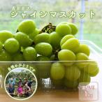 KG17 ぶどう 農家直送 シャインマスカット 約1kg