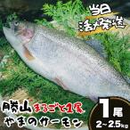 fu.... налог salmon круг ..1 хвост 2.0~2.5kg 1 хвост [B-050005] salmon Fukui префектура . гора город 