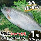 fu.... налог salmon круг ..1 хвост 2.5kg и больше 1 хвост salmon Fukui префектура . гора город 