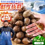 豊前海産 バイ貝 2kg