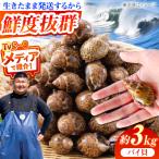 豊前海産 バイ貝 3kg