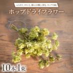 ホップドライフラワー 10本