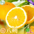森本農園の手選別 清見オレンジ 約5kg