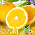 森本農園の手選別 清見オレンジ 約10kg