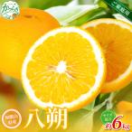 森本農園の手選別 八朔 約6kg