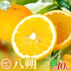 森本農園の手選別 八朔 約10kg