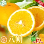 森本農園の手選別 八朔 約10kg