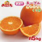訳あり ネーブル オレンジ 約 5kg