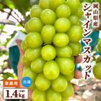 シャインマスカット 1.4kg