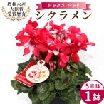 〈予約品〉 農林水産大臣賞受賞 シクラメン