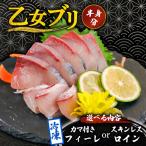乙女 ブリ 半身 カマ付き 800g以上