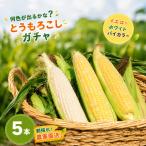 2026年11月~ 5本