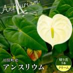 fu.... налог река . блок производство Anne потертость um крем Fukushima префектура house культивирование интерьер природа растения цветок срезанные цветы FAF-0240 Fukushima префектура река . блок 