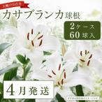 カサブランカ球根 計60個