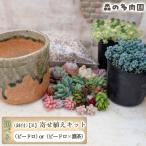 多肉を育ててみたい方へのセット商品寄せ植えキット