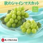ぶどう 2026年度分 船穂産 赤秀品以上