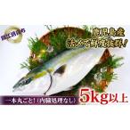ぶり まるごと1尾 5kg以上