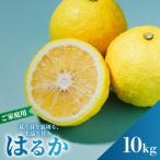 はるか 10kg