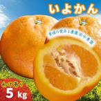 伊予柑 約5kg