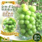 予定 食べ比べ シャインマスカット&ジュエルマスカット 約1…