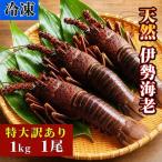天然 伊勢海老 1kg