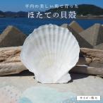 ほたての貝殻 特大 F21J-369