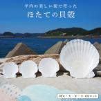 ほたての貝殻 特大 大 中 小 4枚セット F21J-371